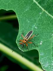 Stenomacra marginella