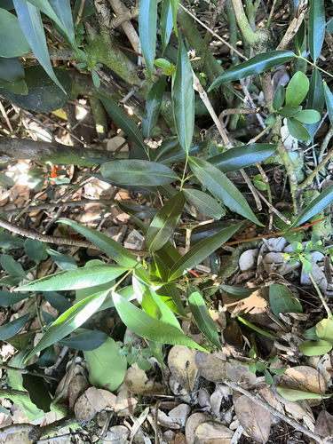 Syzygium jambos observed 2024-11-15