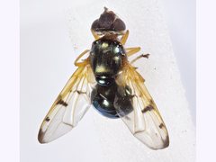 Lamprogaster imperialis