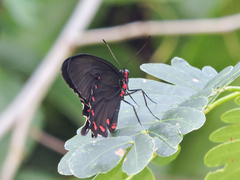 Parides montezuma