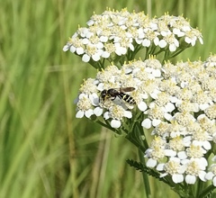 Philanthus bilunatus