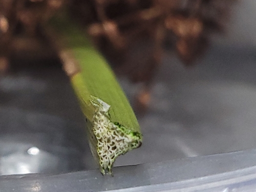 Image of Schoenoplectus californicus by no rights reserved