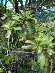 Psychotria mariniana