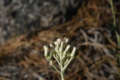 Antennaria argentea