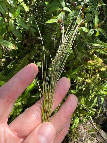 Schizachyrium microstachyum observed 2024-11-15