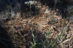 Antennaria argentea