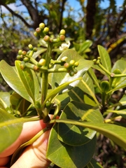 Psychotria mariniana