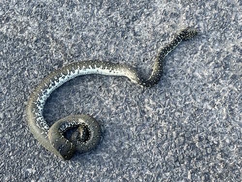 Diamond Python sighting