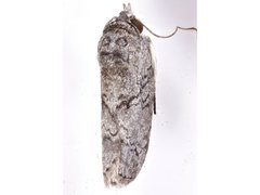 Nycteola polycyma