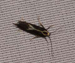 Polix coloradella