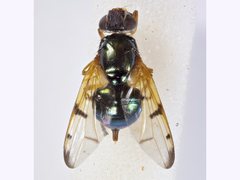 Lamprogaster imperialis