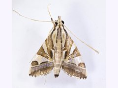 Agrioglypta itysalis