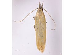 Dichomeris acuminatus