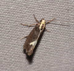 Polix coloradella