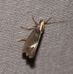 Polix coloradella