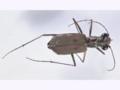 Myriochila semicincta