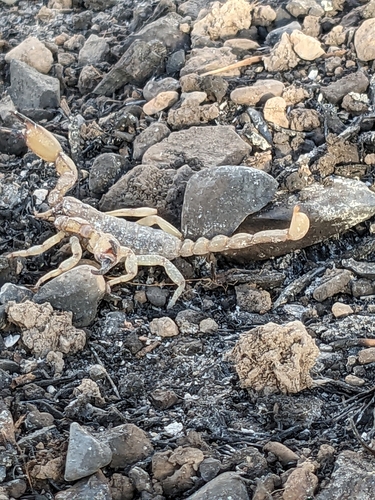 California Swollenstinger Scorpion photo 5