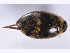 Rhantaticus congestus