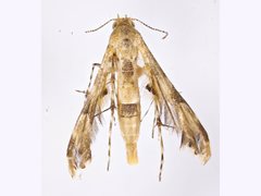 Nippoptilia cinctipedalis