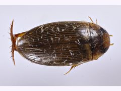 Copelatus