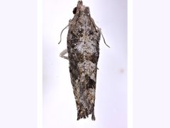 Strepsicrates semicanella