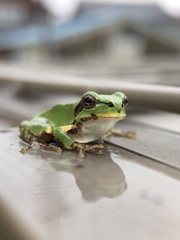 Hyla japonica