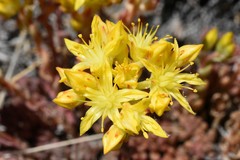 Sedum lanceolatum lanceolatum