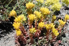 Sedum lanceolatum lanceolatum