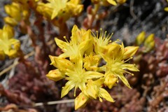 Sedum lanceolatum lanceolatum