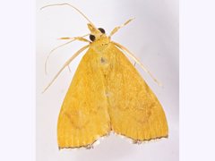 Hyalobathra brevialis