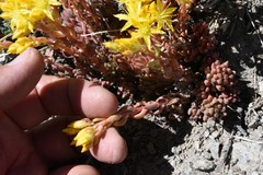 Sedum lanceolatum lanceolatum