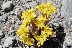 Sedum lanceolatum lanceolatum