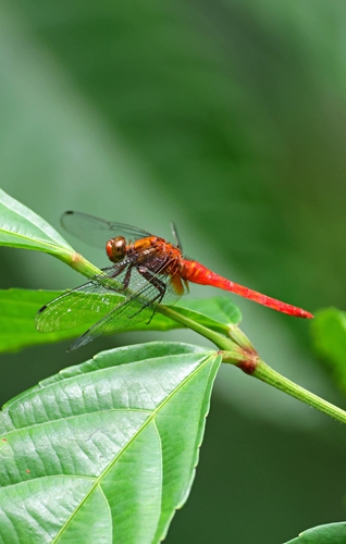 Orange Skimmer