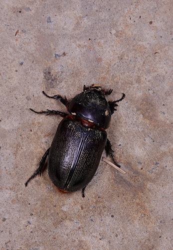 Coconut Rhinoceros Beetle