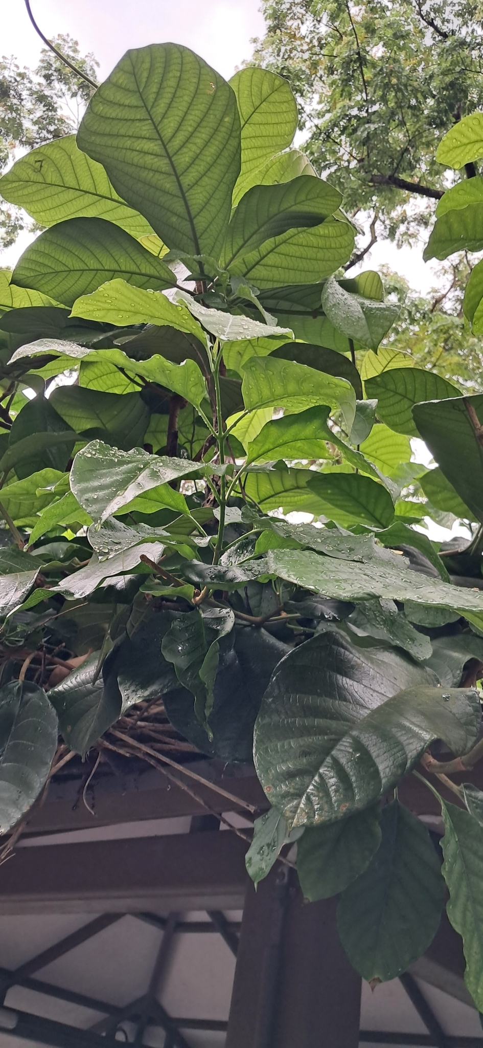 Vallaris Glabra (Vallaris glabra)