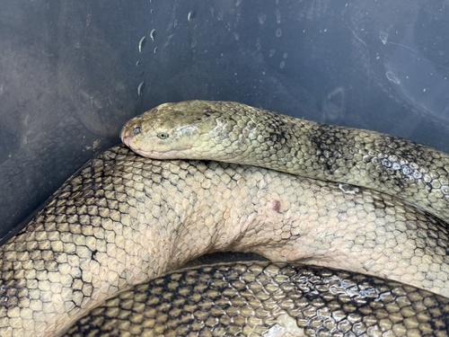 Photo of a Elegant Seasnake (Hydrophis elegans)