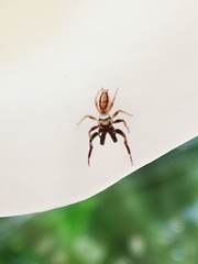Salticinae