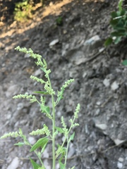 Chenopodium fremontii