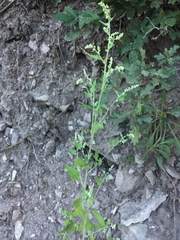Chenopodium fremontii