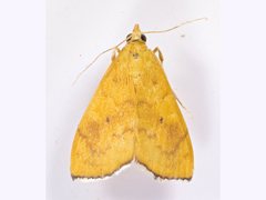 Hyalobathra brevialis