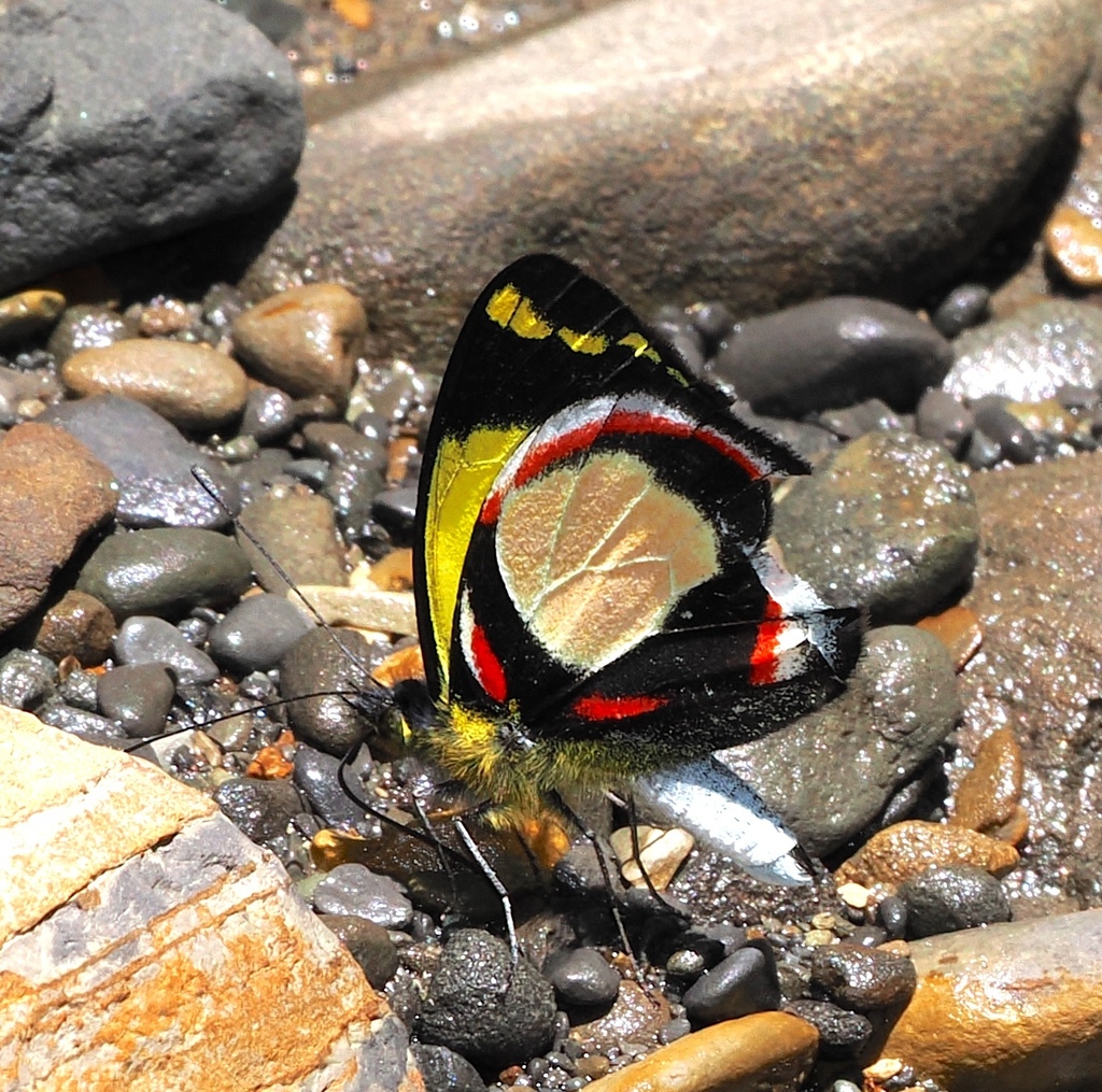 Delias rosamontana (Delias rosamontana)