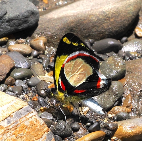 Delias rosamontana