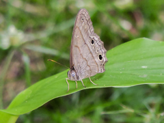 Cissia themis