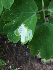 Phytomyza aquilegiae group