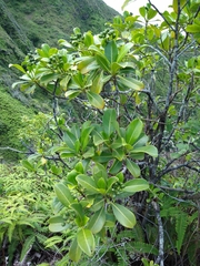Psychotria mariniana