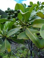 Psychotria mariniana