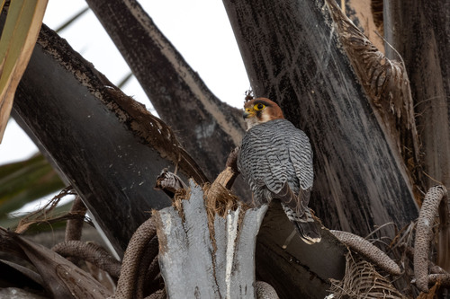 Red-necked Falcon