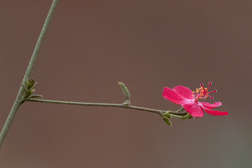 Hibiscus rhodanthus