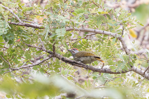 Golden-tailed Woodpecker