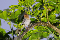 Chapin's Apalis photo 3